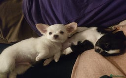 Chihuahua dogs for sale: Two Adorable Male Chihuahua Puppies  - Image 4
