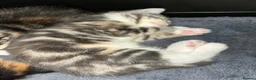 Mixed Breed cats for sale: Beautiful Domestic Shorthair Kittens  🐾 - Advert 20