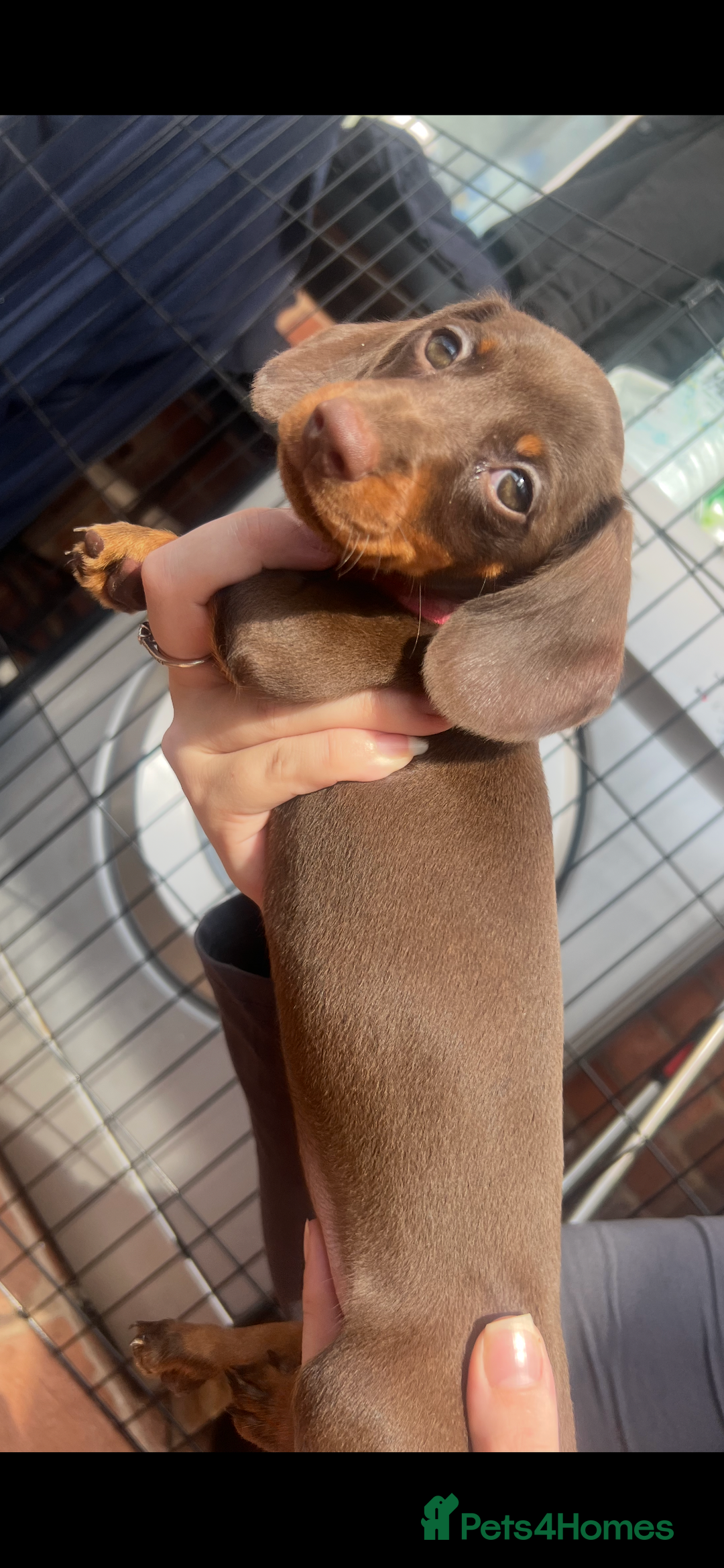 Dachshund dogs for sale: READY TO GO Dachshund Puppies dapple+chocolate - Image 25