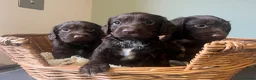 Sprocker dogs for sale: 7 Sprocker Puppies  - Advert 19