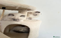 Ragdoll cats for sale: Meet Special Joy - Image 16