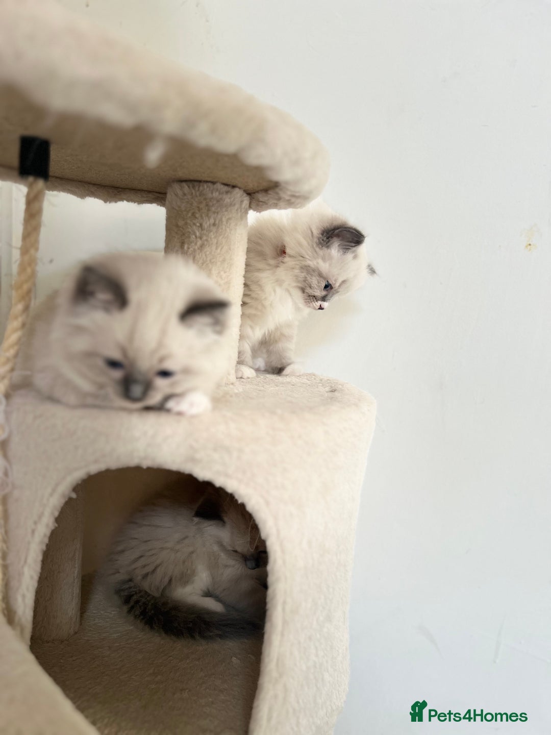 Ragdoll cats for sale: Meet Special Joy - Image 16