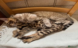 Bengal cats for sale: 5 Bengal kittens , 2 boys and 3 girls  - Image 8