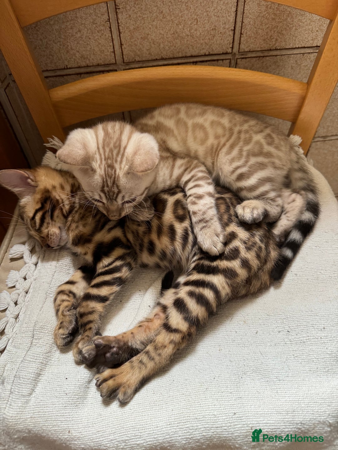 Bengal cats for sale: 5 Bengal kittens , 2 boys and 3 girls  - Image 8