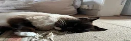 Ragdoll cats for sale: Ragdoll female cat  - Advert 2