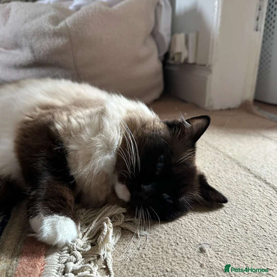 Ragdoll cats for sale: Ragdoll female cat  - Advert 2