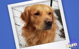 Golden Retriever dogs for stud: KCReg Well Proven Golden Stud, Health & DNA Tested in Wilmslow - Image 12
