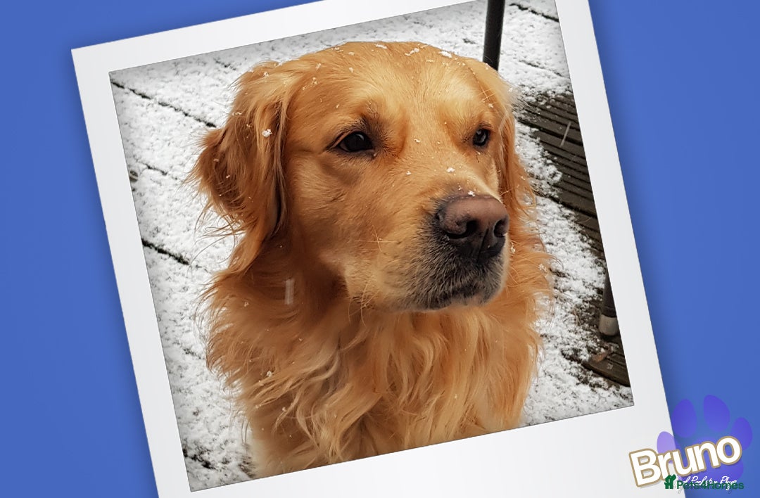 Golden Retriever dogs for stud: KCReg Well Proven Golden Stud, Health & DNA Tested in Wilmslow - Image 12