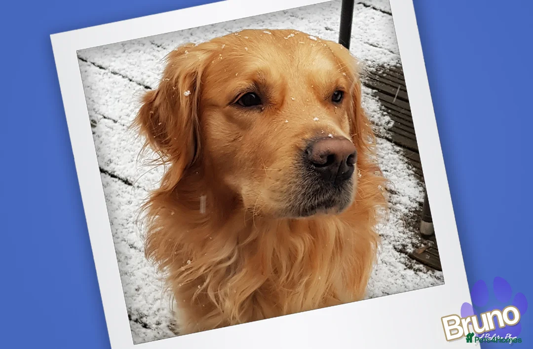 Golden Retriever dogs for stud: KCReg Well Proven Golden Stud, Health & DNA Tested in Wilmslow - Advert 12