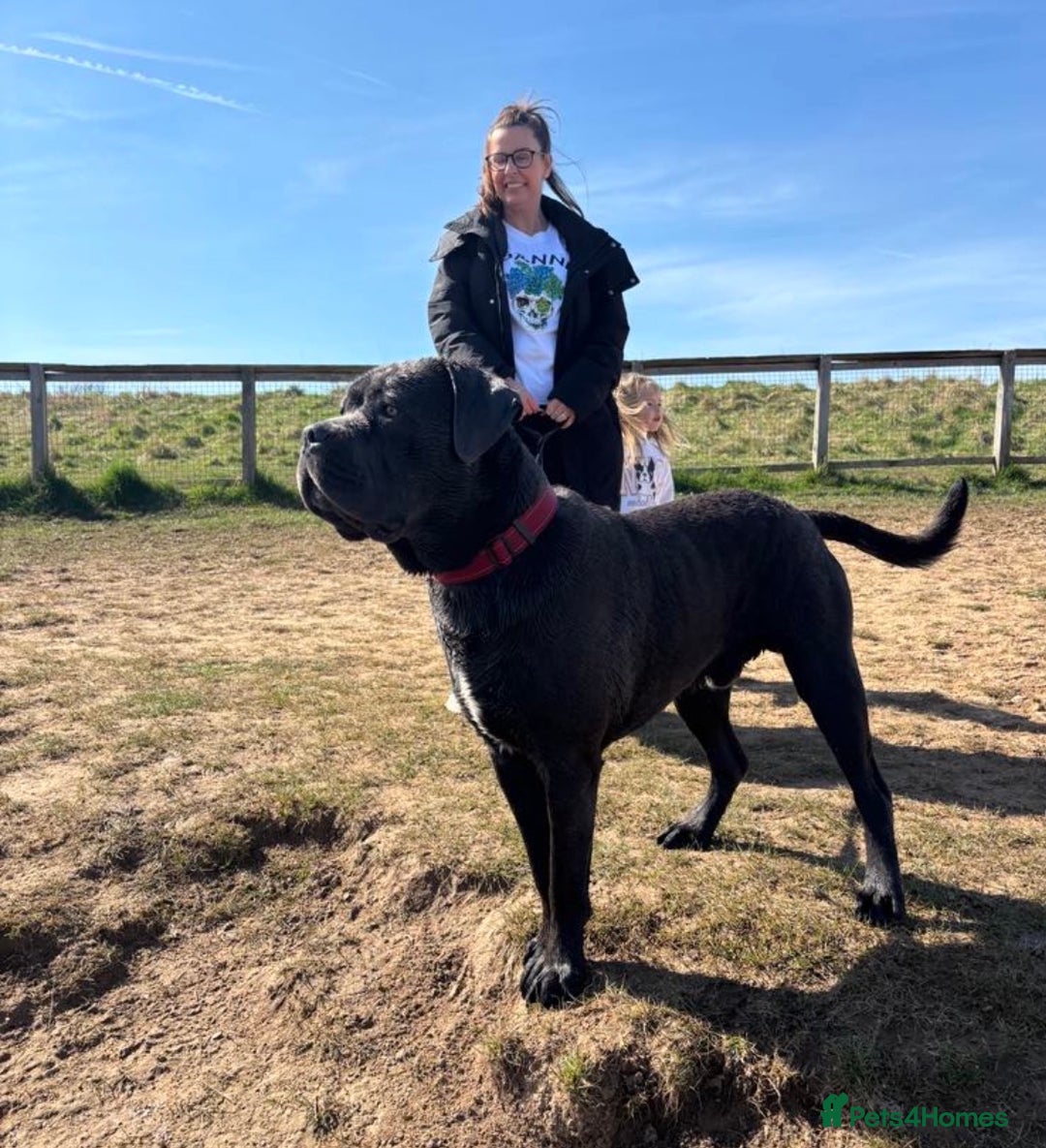 Cane Corso dogs for sale: Biff the Cane Corso gentle giant  - Advert 1