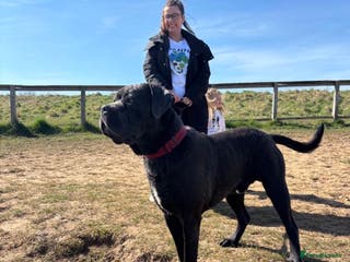 Cane Corso dogs Biff the Cane Corso gentle giant - Advert 2