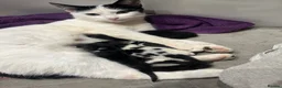 Mixed Breed cats for sale: Beautiful black and white kittens in Malvern - Advert 17