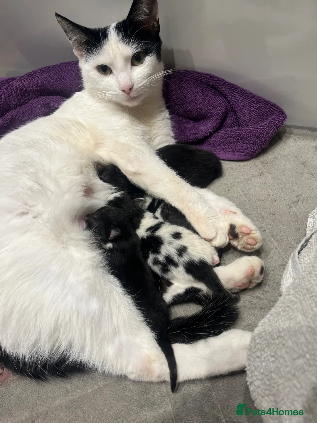 Mixed Breed cats for sale: Beautiful black and white kittens in Malvern - Advert 17