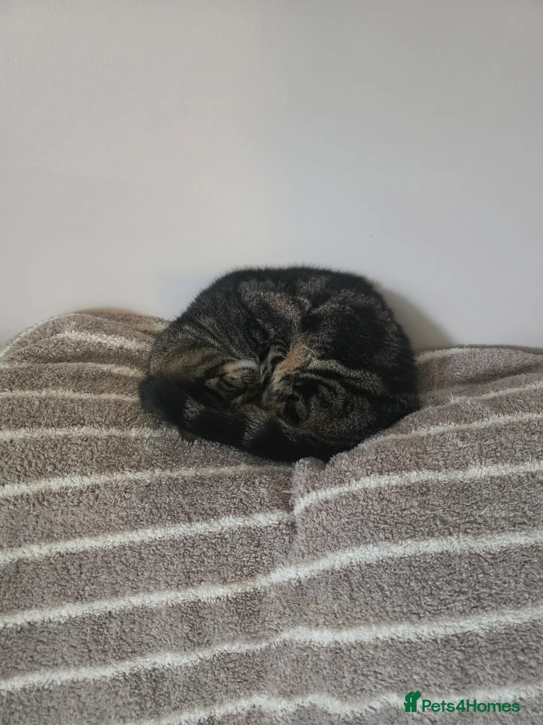 Mixed Breed cats for sale: 1 year old female cat looking for new home. in Peterlee - Advert 3