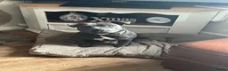 Staffordshire Bull Terrier dogs for sale: Staffordshire bull terrier puppy’s  - Advert 19
