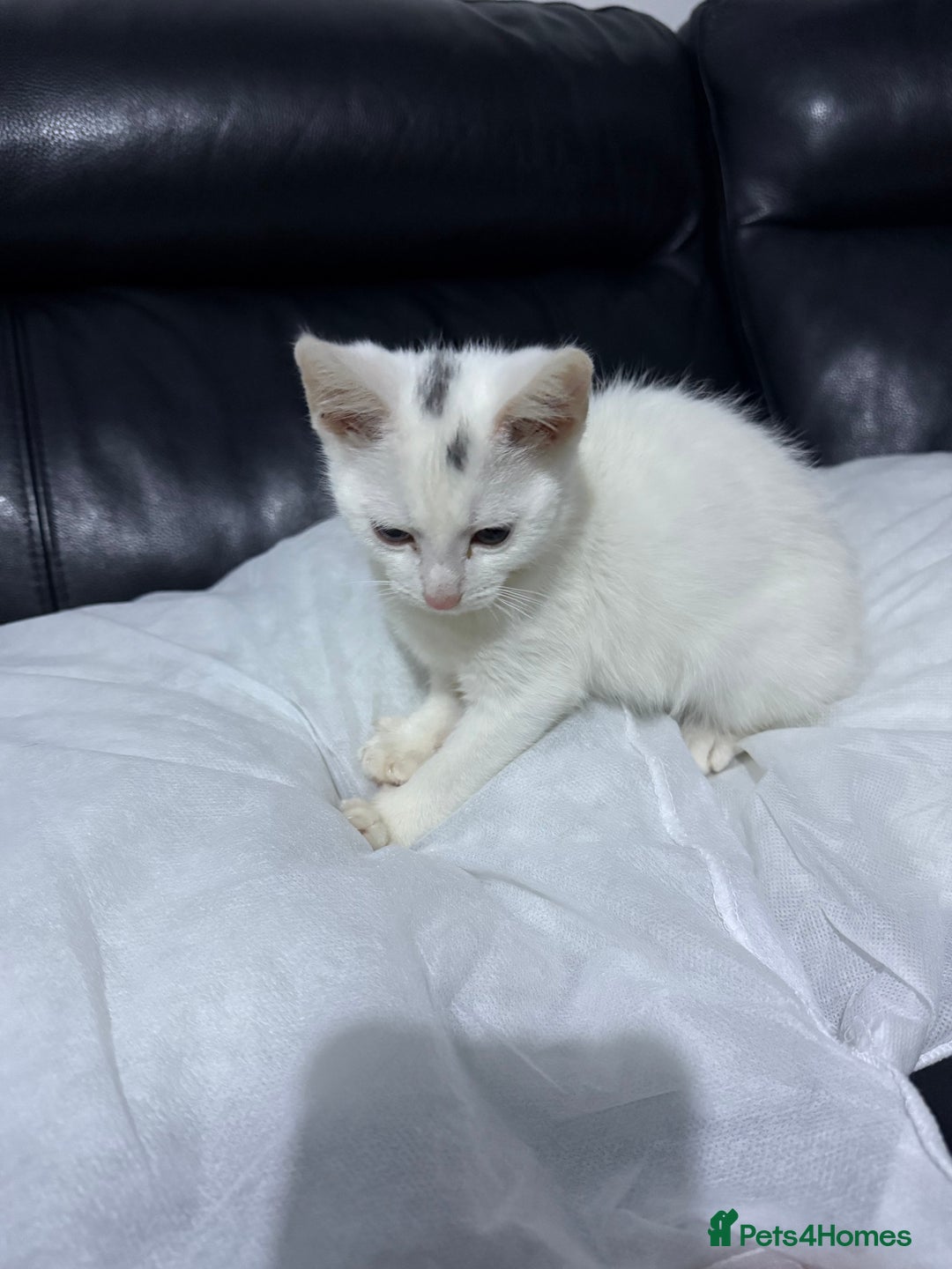 Domestic Shorthair cats for sale: 3 month old, white DSH kitten - Advert 3