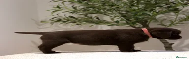 Pink Collar Female