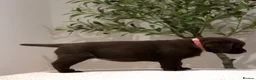 Labrador Retriever dogs for sale: Show Champion Lineage Chocolate Labrador Puppies - Advert 16