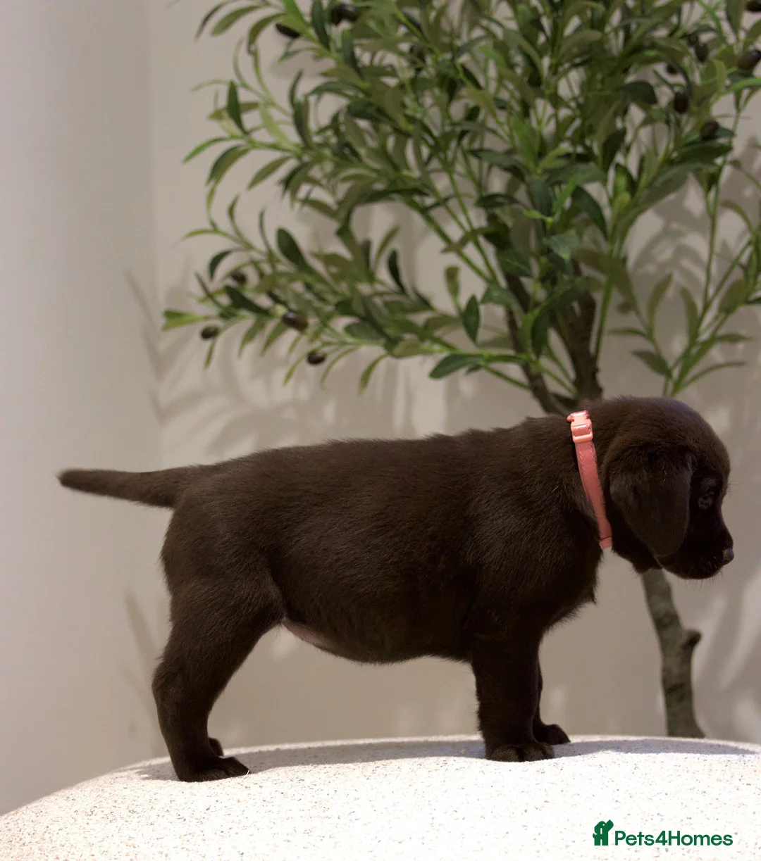 Labrador Retriever dogs for sale: Show Champion Lineage Chocolate Labrador Puppies - Advert 16