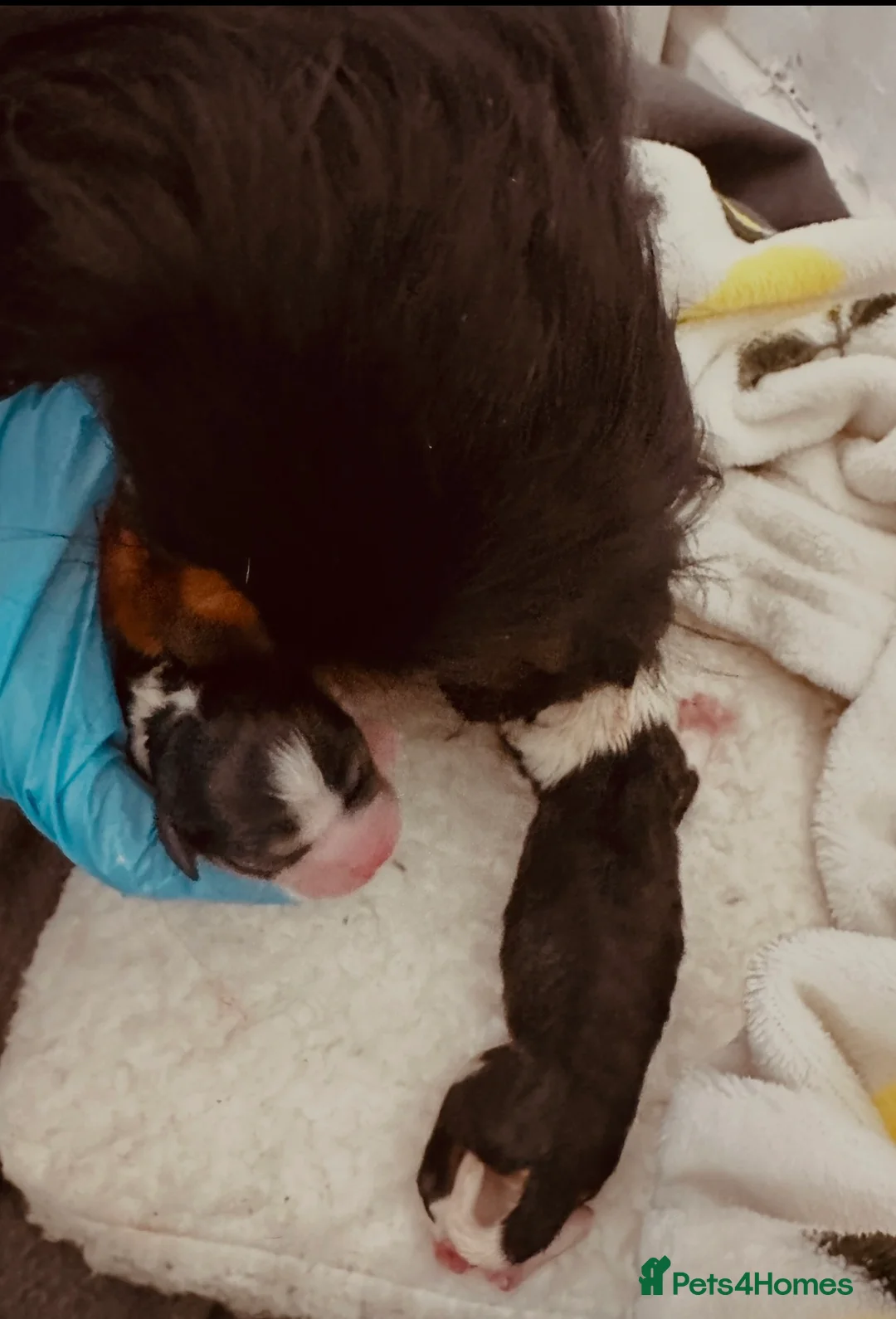 Cavalier King Charles Spaniel dogs for sale: Male and female Tri cavalier  - Advert 1