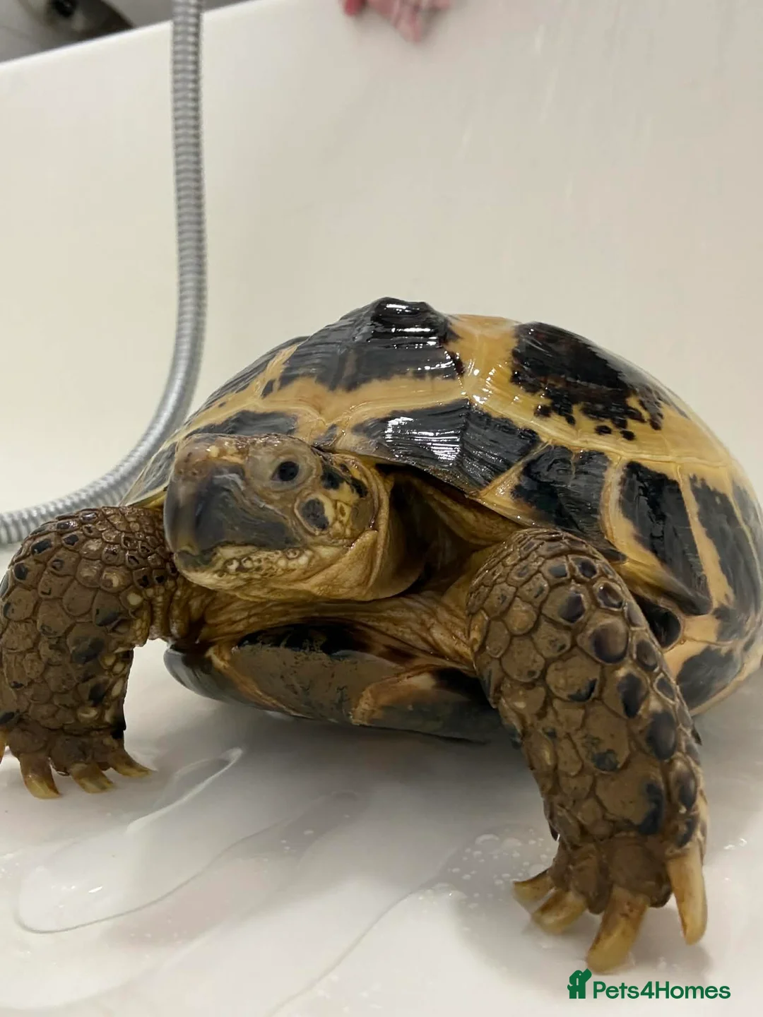 Hermann Tortoise reptiles for sale: Male Tortoise Looking for a Loving Home - Advert 1