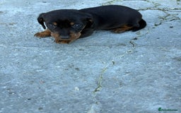 Miniature Dachshund dogs for sale: Miniature Dachshound puppies  - Image 3