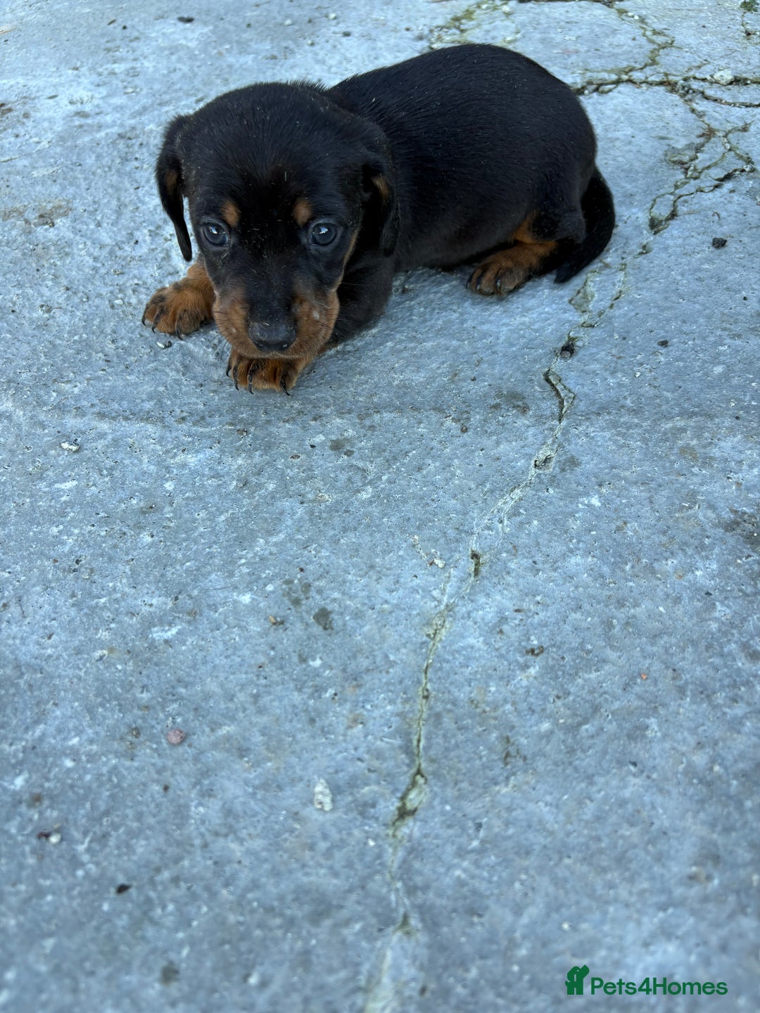 Miniature Dachshund dogs for sale: Miniature Dachshound puppies  - Image 3