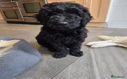 Goldendoodle dogs for sale: 🐾 One Boy Left.. Adorable F1 Goldendoodles 🐾  in High Wycombe - Image 2