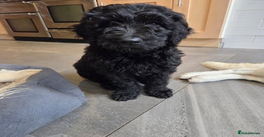 Goldendoodle dogs in High Wycombe - Advert 8
