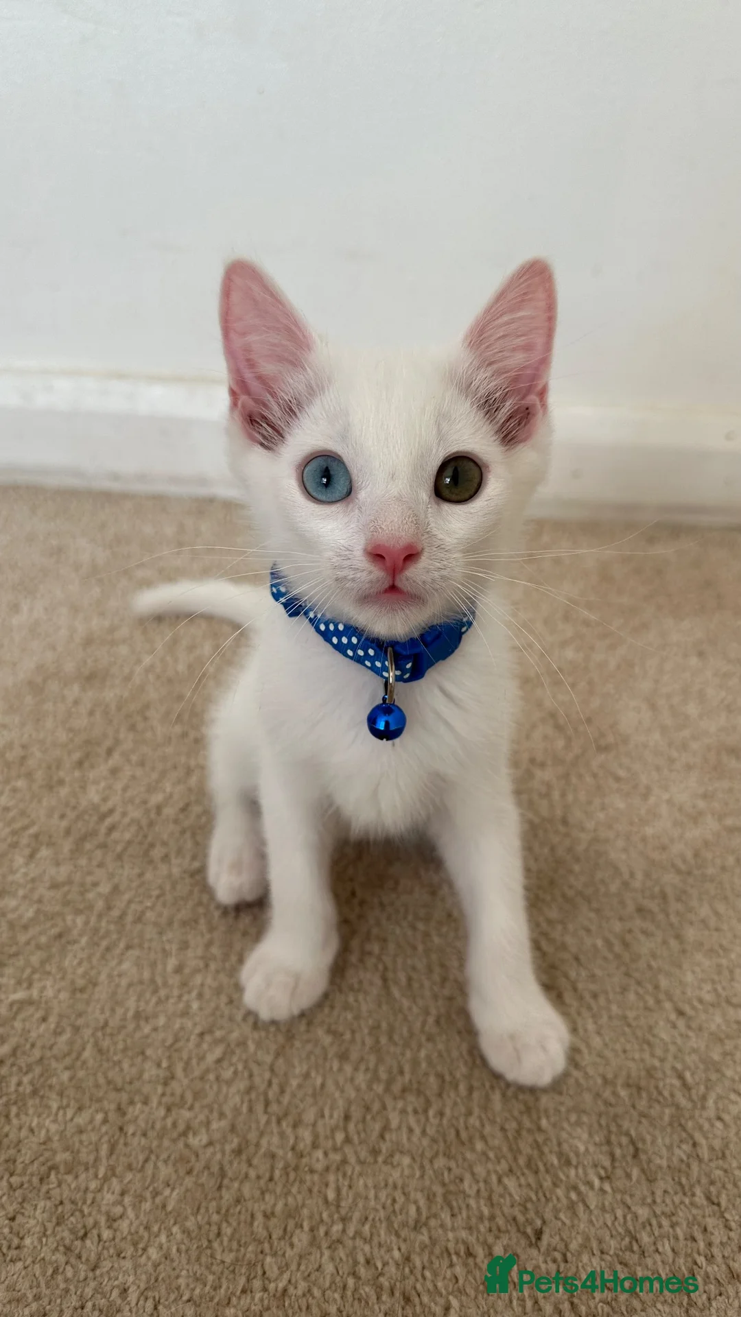 Mixed Breed cats for sale: Black Brown and White Kittens - Advert 2