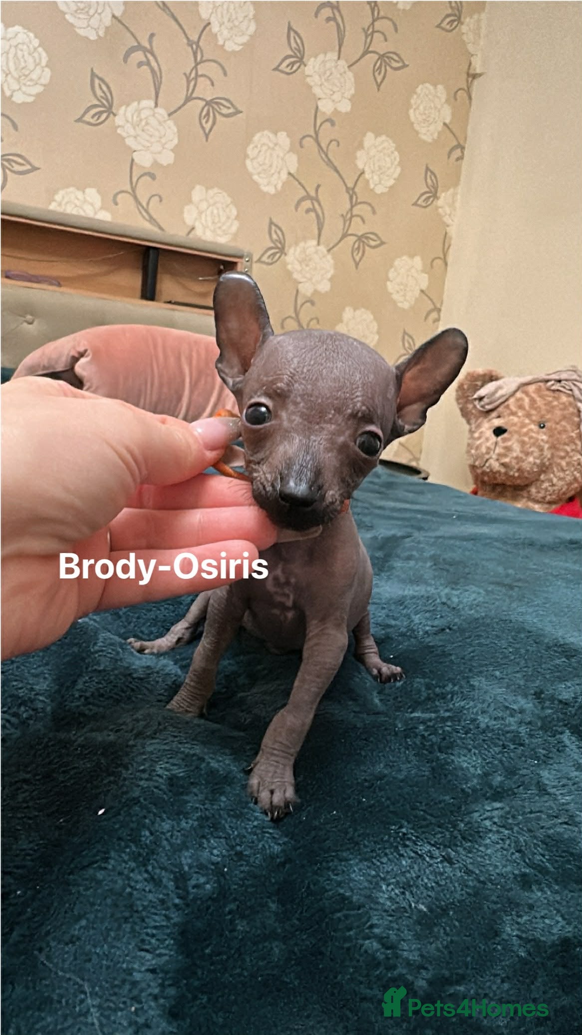 Mexican Hairless dogs Mexican Xoloitzcuintli coated/hairless mini in Peterhead - Advert 4