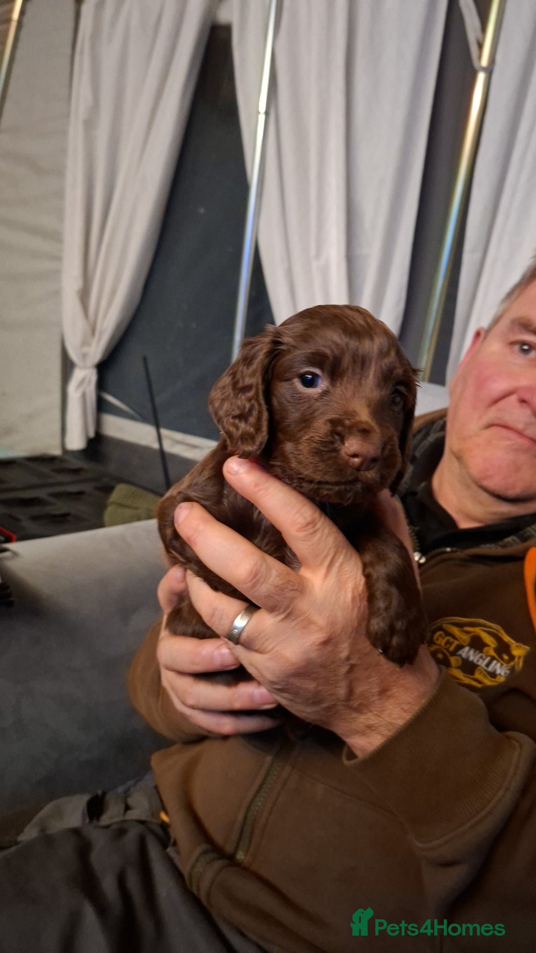 Cocker Spaniel dogs for sale: Gorgeous Guys & Gal - Advert 4