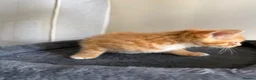 Mixed Breed cats for sale: Kittens  - Advert 6