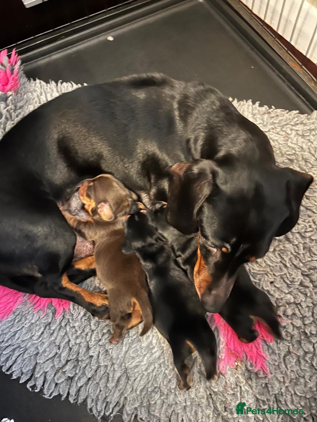 Miniature Dachshund dogs for sale: Stunning miniature dachshunds pups - Advert 2
