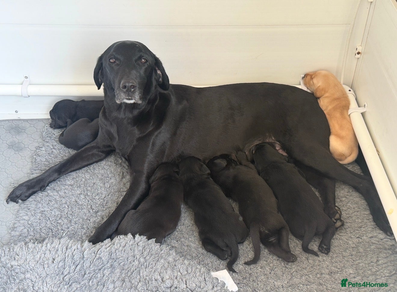 Labrador Retriever dogs Labrador Puppies Working Type – Ready Early May  - Advert 1