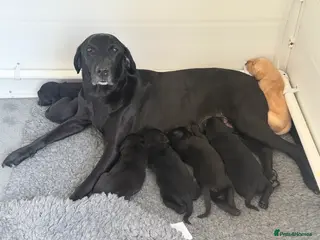 Labrador Retriever dogs Labrador Puppies Working Type – Ready Early May - Advert 3