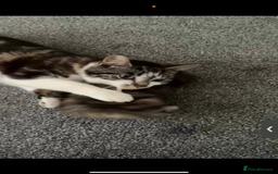 British Longhair cats for sale: Female kitten - Image 3