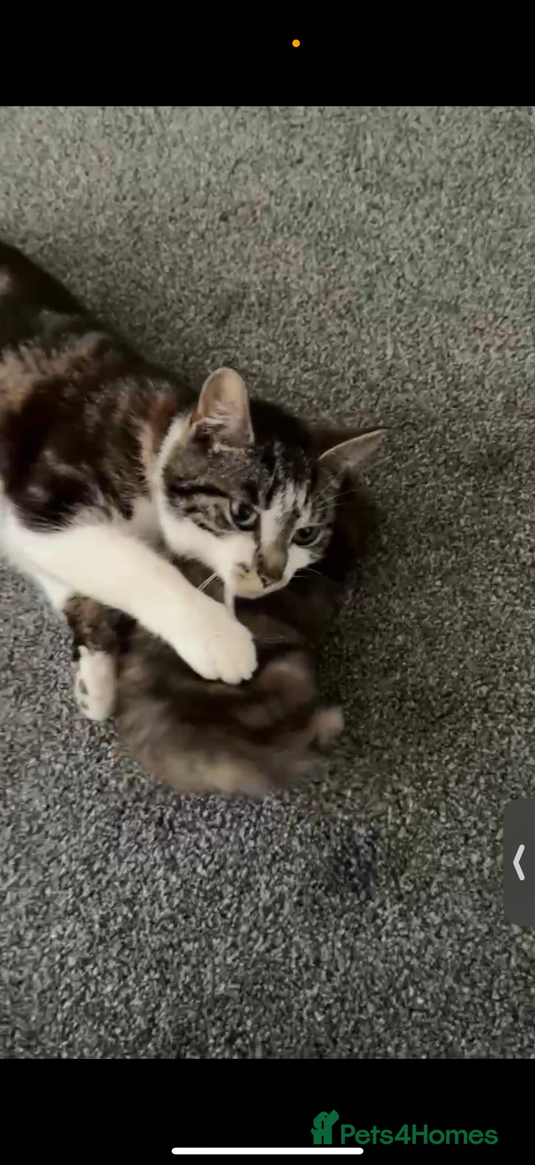 British Longhair cats for sale: Female kitten - Image 3