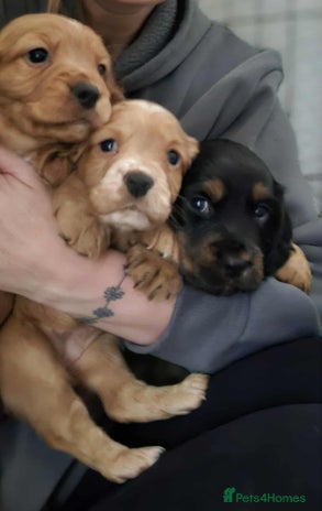 Cocker Spaniel dogs - Advert 7