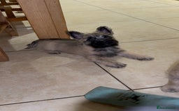 Cairn Terrier dogs for sale: Cairn terrier puppies - ready to go  - Advert 3