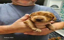 Mixed Breed dogs for sale: FULLY HEALTH TESTED FOX RED MINIATURE COCKAPOOS  - Image 14