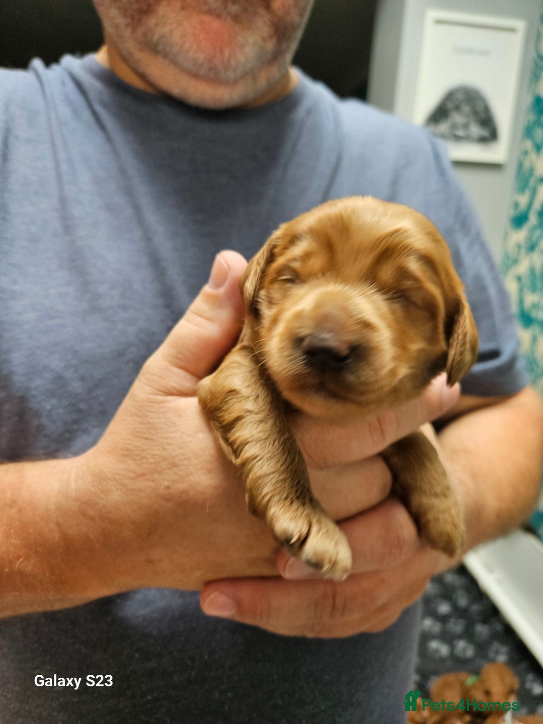 Mixed Breed dogs for sale: FULLY HEALTH TESTED FOX RED MINIATURE COCKAPOOS  - Image 14
