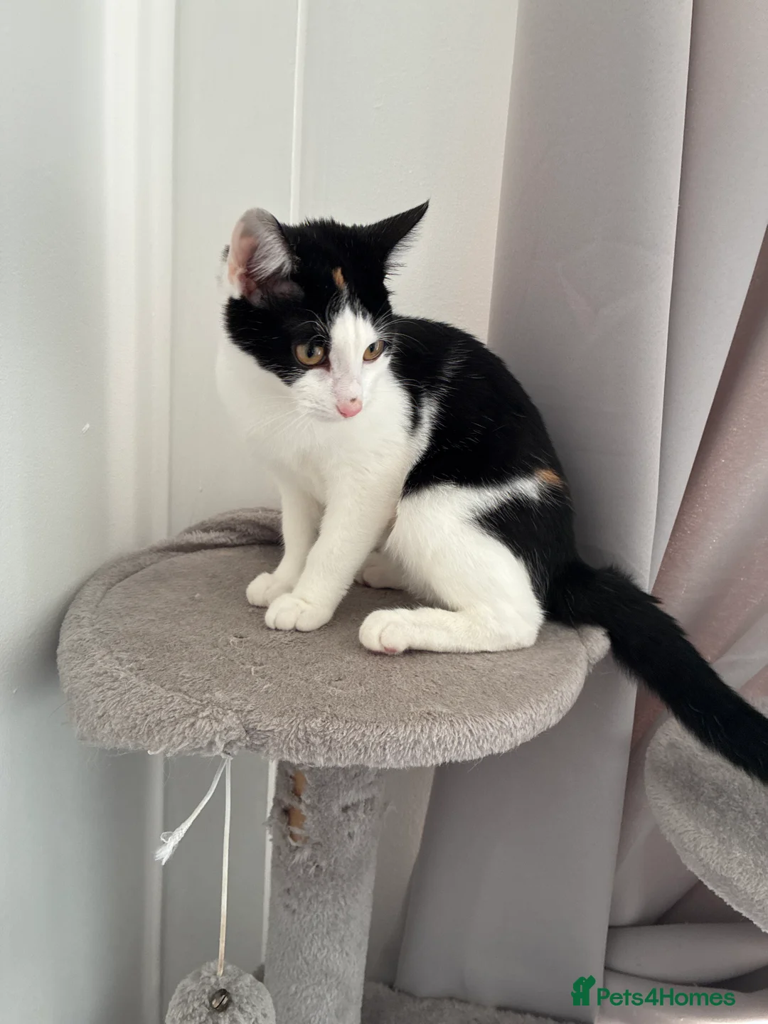 Mixed Breed cats for sale: Kitten for sale in Prenton - Advert 2