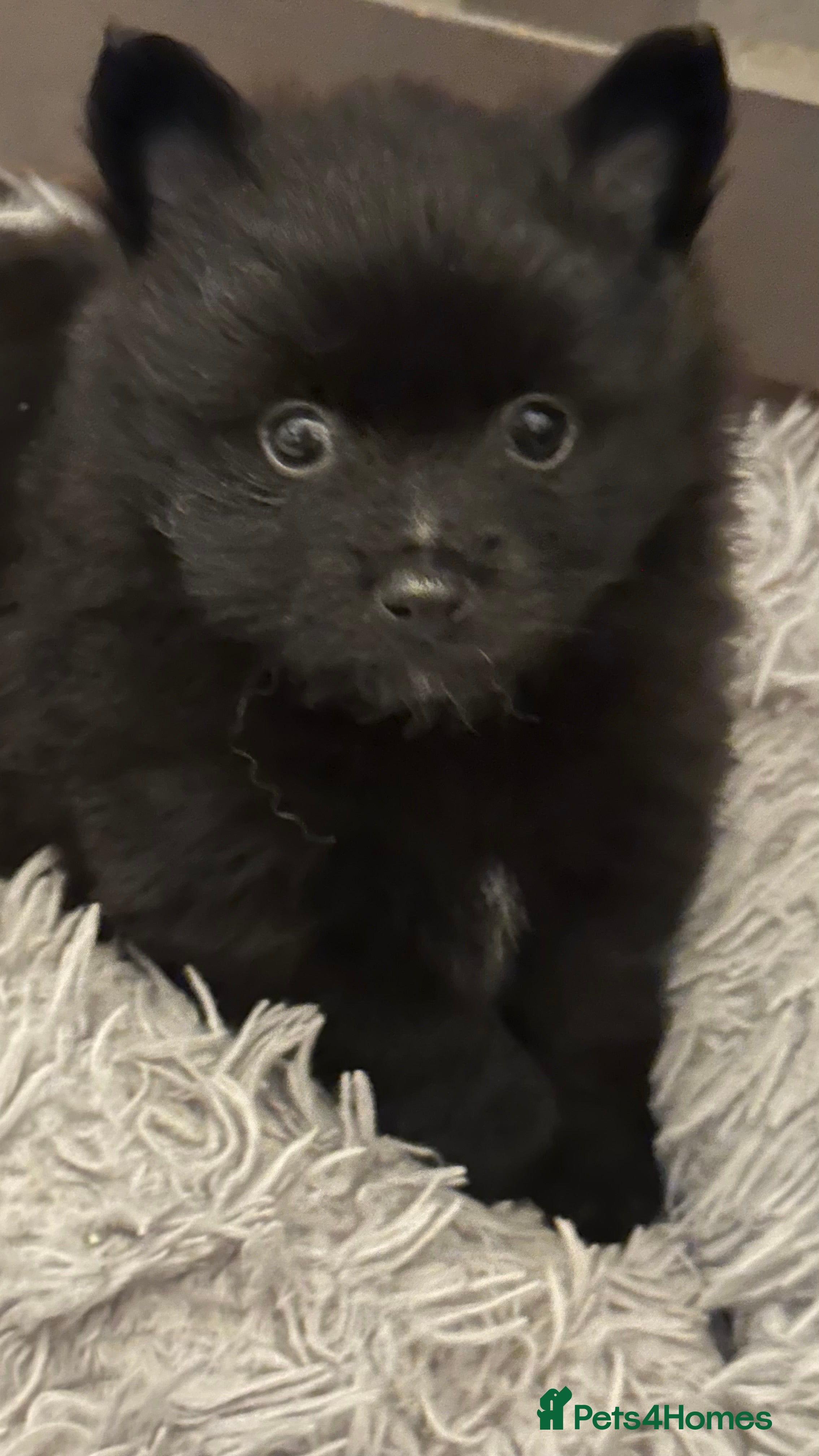 Pomeranian dogs Pomeranian puppies  - Advert 3