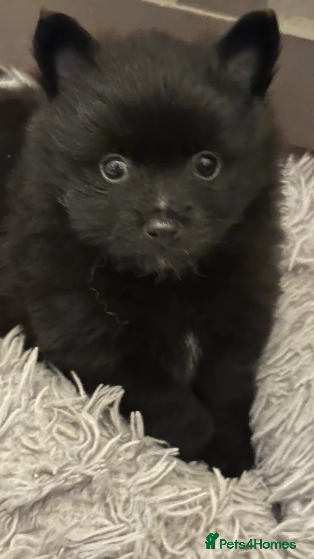 Pomeranian dogs for sale: Pomeranian puppies  - Advert 2