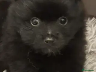 Pomeranian dogs Pomeranian puppies - Advert 3