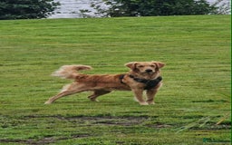 Golden Retriever dogs for stud: Bailey – Stunning Red Golden Retriever Stud😍 - Image 4