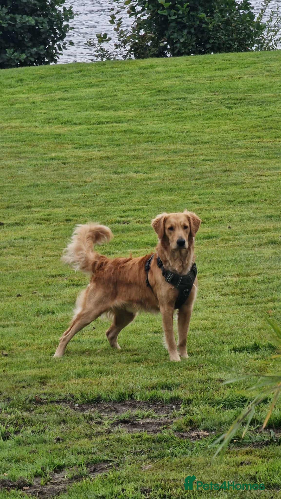 Golden Retriever dogs for stud: Bailey – Stunning Red Golden Retriever Stud😍 - Image 4