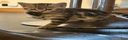 Mixed Breed cats for sale: Lovely Kittens for Sale in Trimdon Station - Advert 5
