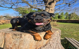 Rottweiler dogs for stud: ROTTWEILER FOR STUD - Image 5